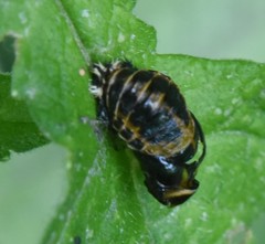 Harmonia axyridis