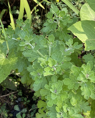 Chrysanthemum indicum acutum
