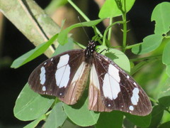 Amauris ochlea ochlea