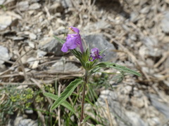Galeopsis angustifolia
