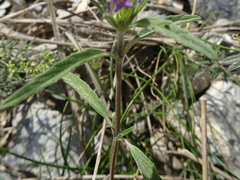 Galeopsis angustifolia