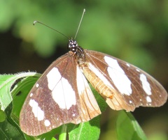 Amauris ochlea ochlea