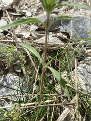 Galeopsis angustifolia