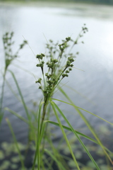 Scirpus atrocinctus
