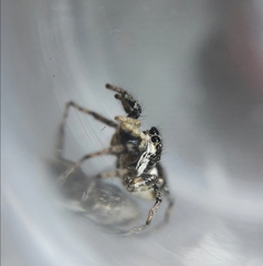 Salticus scenicus