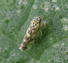 Eupteryx urticae