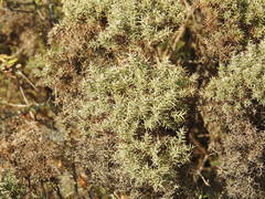 Ulex argenteus argenteus
