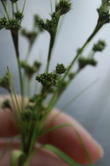 Scirpus atrocinctus