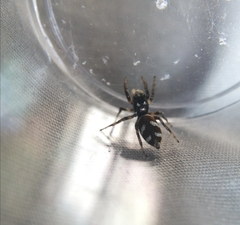 Salticus scenicus