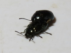Phratora vitellinae
