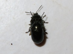 Phratora vitellinae
