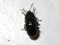 Phratora vitellinae