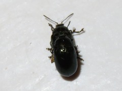 Phratora vitellinae