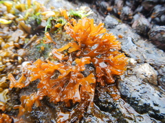 Nothogenia fastigiata