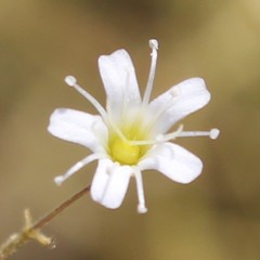 Gypsophila arrostii