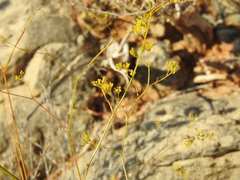 Bupleurum rigidum paniculatum