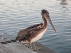 Pelecanus occidentalis californicus