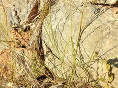 Bupleurum rigidum paniculatum