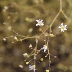 Gypsophila arrostii