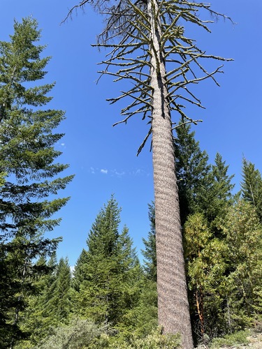 sugar pine (Pinus lambertiana)
