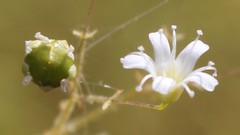Gypsophila arrostii
