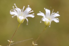 Gypsophila arrostii