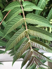 Ailanthus altissima
