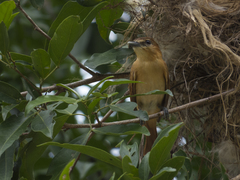 Pachyramphus cinnamomeus
