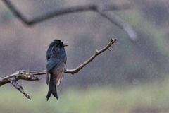 Dicrurus adsimilis fugax