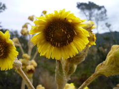 Espeletia grandiflora