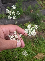 Pimpinella saxifraga