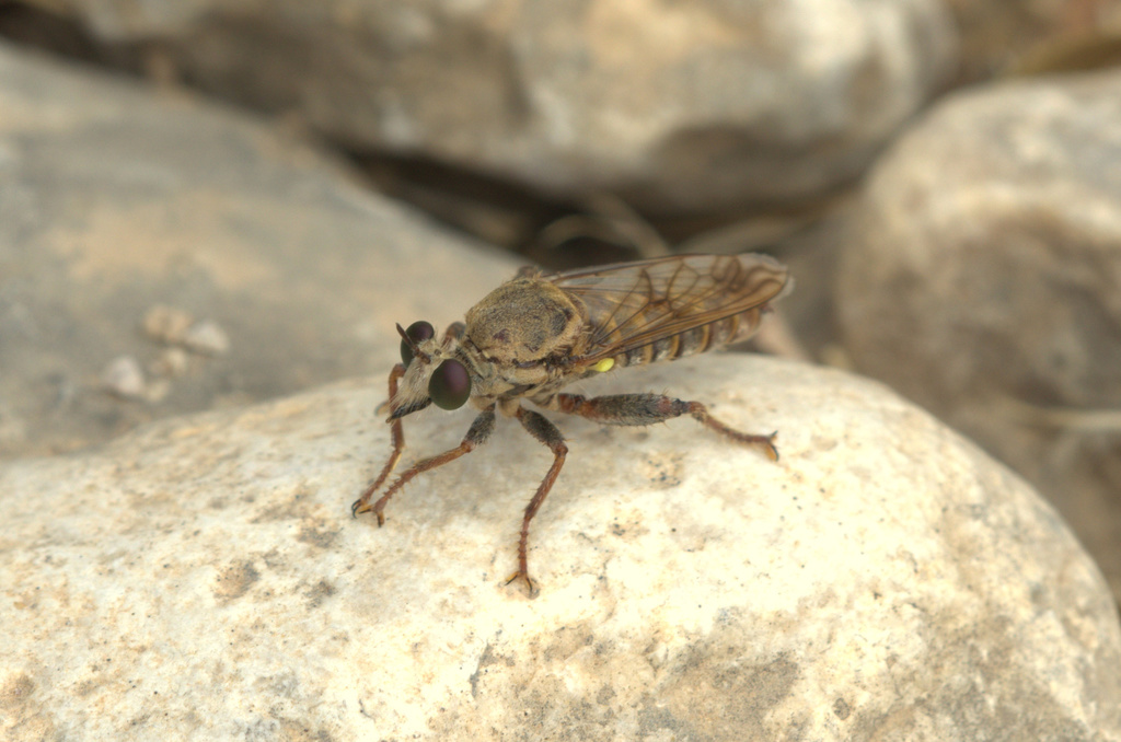 Hoplistomerus