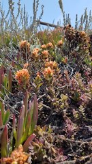 Castilleja latifolia