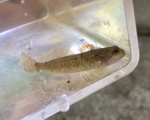 Mottled sculpin (Cottus bairdii) — Cottidae — 5