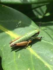 Pseudoprumna baldensis