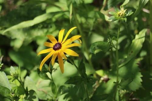 Rudbeckia fulgida