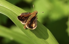 Polites peckius