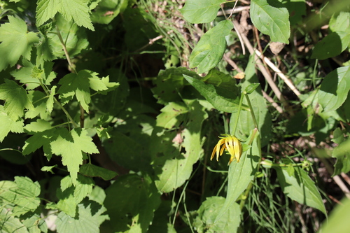 Rudbeckia fulgida