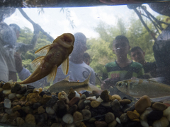 Chaetostoma