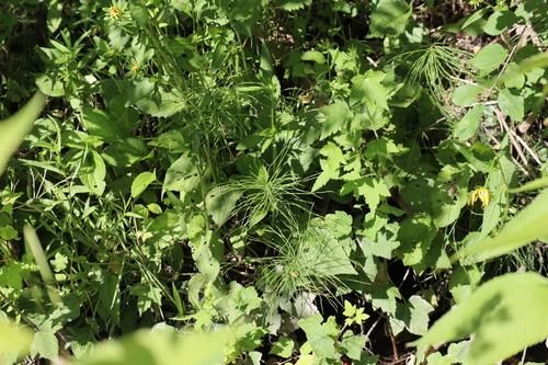Rudbeckia fulgida