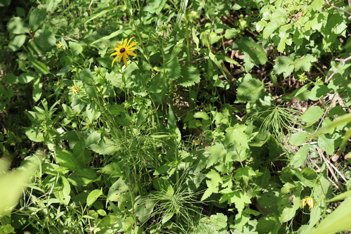Rudbeckia fulgida