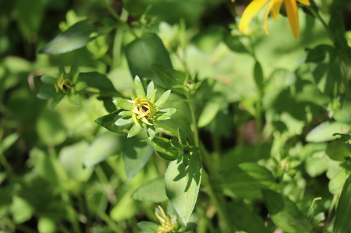 Rudbeckia fulgida