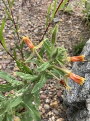 Oenothera rubricaulis