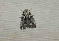 Blenina squamifera