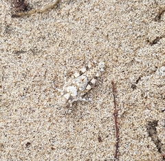 Heliastus sumichrasti