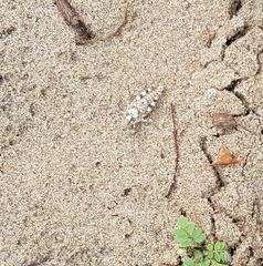 Heliastus sumichrasti