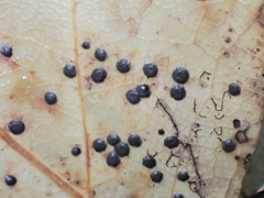 Coccomyces coronatus