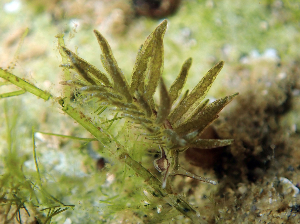 Placida tardyi