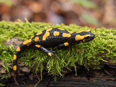 Salamandra salamandra