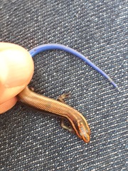 Plestiodon callicephalus